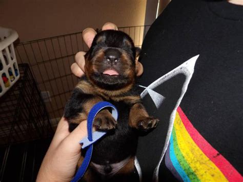 Rottweiler puppies with papers for sale. Are you considering adding a new furry friend to your family? If so, adopting a Rottweiler near you may be an excellent choice. Rottweilers are known for their loyalty, intelligenc... 