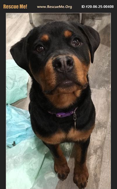 "Rottweiler for adoption in Gilbert, Arizona." - ♥ RESCUE ME! ♥ ۬ « Back to View More Listings. Rescue Me! ® 23-01-01-00119 D134 Flex Rescue Me ID: 23-01-01-00119. Back to Photo. About Flex. Adoption Fee: 500. Rottweiler. Age: Young Adult. Sex: Male. Purebred rottweiler. Somewhere between 1-3 years old. Gorgeous boy!. 
