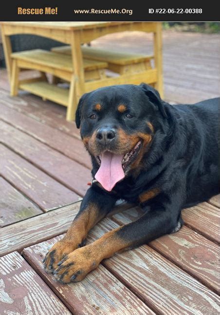 "Click here to view Rottweiler Dogs in New Jersey for adoption. Individuals & rescue groups can post animals free." - ♥ RESCUE ME! ♥ ۬ . 
