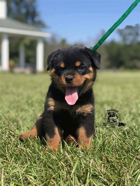 Rottweiler teacup. Things To Know About Rottweiler teacup. 