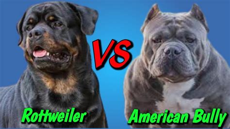 0:00 / 3:47 ROTTWEILER VS PITBULL TERRIER | Who Will Win? | Dog Comparison Pawsome Facts 50.8K subscribers Subscribe 2.8K views 1 year ago Ro ttweiler VS American Pitbull Terrier both the....