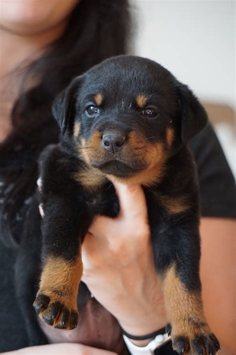 Find a Rottweiler puppy from reputable breeders near you in Florida. S