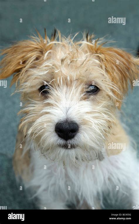 Rough coated jack russell Stock Photos and Images - Alamy