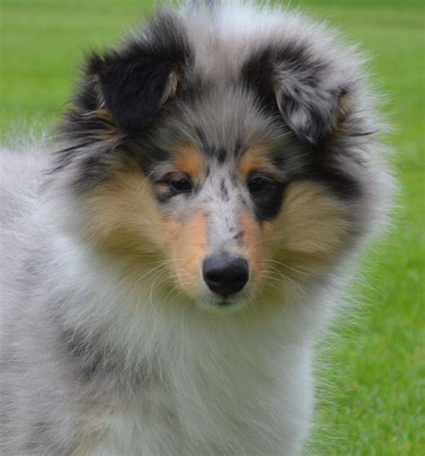 Update- just 2 boys and 1 girl now available Out if this stunning litter I have Tri Coloured Rough Collie Puppies for sale. both male and female are available. They will be KC registered, vet health checked and will be wormed to date. ... Selling my Blue Merle Rough Collie. He's a loving affectionate dog, child friendly, has been Microchipped .... 