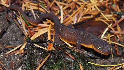 Rough-skinned newt - Facts, Diet, Habitat & Pictures on Animalia.bio