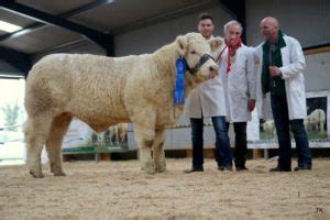 Roughan Charolais Cattle - Home Facebook