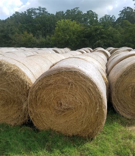 Round bales of hay for sale on craigslist. Phone: (740) 914-7022. View Details. Email Seller Video Chat. Great Cow Hay! Bales weigh 950lbs on average. Baled right put up with 459 John Deere Baler. Get Shipping Quotes. Browse a wide selection of Hay / Straw for sale in OHIO at LivestockMarket.com, the leading site to buy and sell Hay / Straw online. 