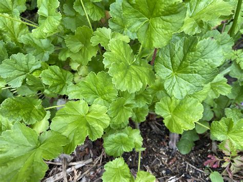 Round-leaved Alumroot - Heuchera cylindrica