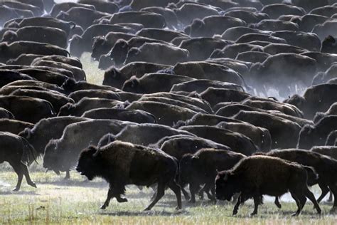 Rounded up! South Dakota cowboys and cowgirls rustle up hundreds of bison in nation’s only roundup