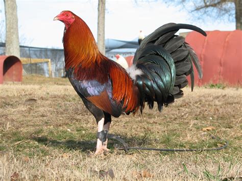 9 Game Chicken Breeds Used as Fighter Fowls (With Pictures). 