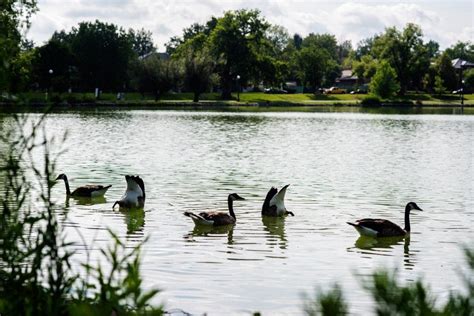 Roundup and killing of geese in Denver parks returns for a …