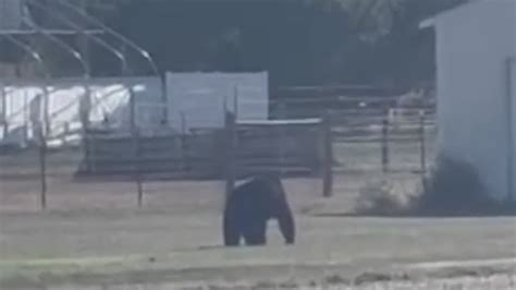 Roving bear spotted in Broomfield was last seen in Lafayette