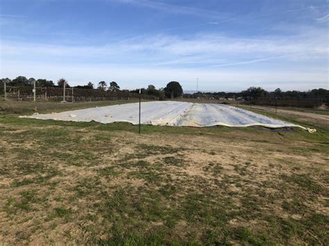 Row Covers Protect Strawberries and Increase Yields?