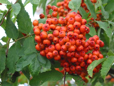 Rowan bushes. Rowan "Rowan is the tree of power, causing life and magic to flower." Sorbus Aucuparia. The Lady of the Mountains. Second month of the Celtic Tree calendar, January 21st - February 17th. ... The goddess possessed the knowledge of the healing plants. They possessed the power to heal people with the water of her … 