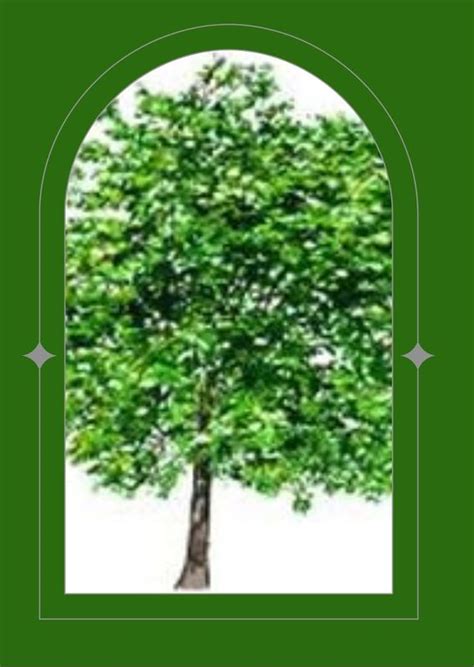 Rowan tree - Luis - THE SPIRITUAL CENTRE.COM