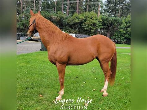 Rowdy - 7yr - 15.1HH - Gelding - Eugene Horse Auction