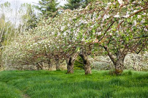 Rowe Orchards in Newport, Maine - organicfarmfood.org