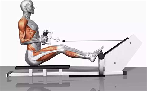 Rowing machine muscles. May 22, 2020 ... It also lets you sculpt and strengthen your back muscles. As you push away back and forth, your lower leg and core muscles ( your glutes, ... 