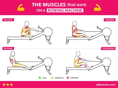 Rowing muscles worked. Muscle soreness is an issue of both reverence and avoidance in rowers. Pain-chasing rowers love muscle soreness and don’t feel like they got a good workout without it. Others hate it and do everything they can to avoid it out of a desire to maximize immediate performance or not make rowing any harder or … 