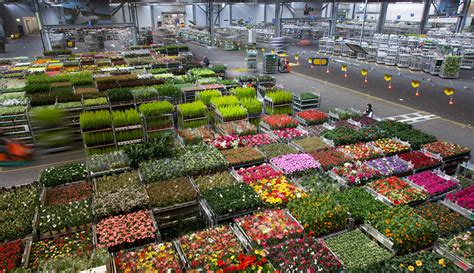 Royal FloraHolland - Wikipedia