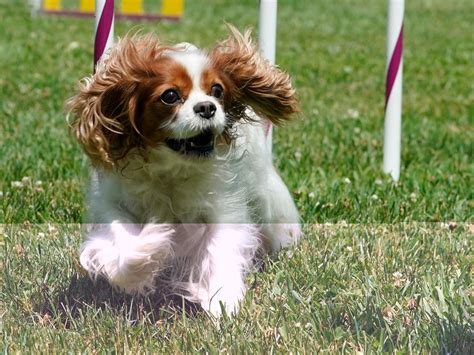 Royal Palace Spaniel