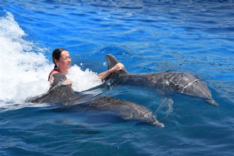 Royal Swim Experience Marineland Dolphin Adventure