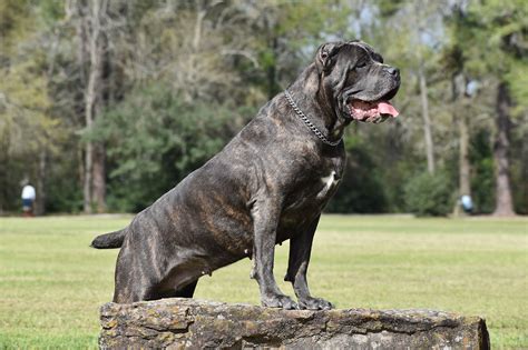 Royal guardian cane corso. Things To Know About Royal guardian cane corso. 