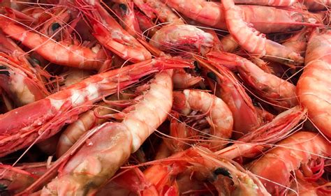 Royal red shrimp. Jun 11, 2013 ... If you are boiling Royal Reds , or any other shrimp for that matter, add a cup of white vinegar to the water. The vinegar does not affect the ... 