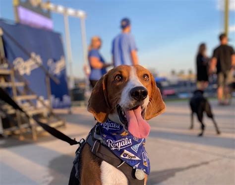 Royals bark at the park 2023. Join us for Bark at the Park presented by Underdog Fantasy, our series of nights at The K with fan’s best friend. Returning for 2023 is local favorite, Bar K, to turn the Hall of Fame Pavilion by Gate A into a paw-some “off-leash” TAILgate. Come early, swing through exhibitor row, and hang out ... 