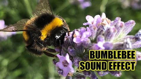 Royalty-Free Bumble Bee Sound Effects & Audio