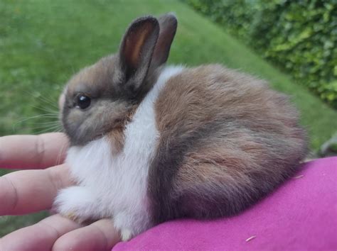 💋 Rred.Rabbit Leaked XxX 77 Vids