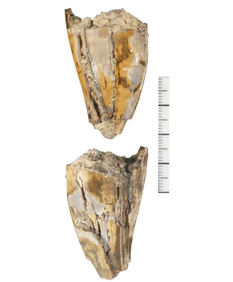Rs3 dino tooth. Things To Know About Rs3 dino tooth. 