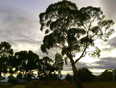 Rubber Trees for sale in Bassendean, Western Australia, Australia ...