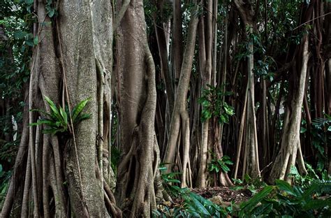 The Amazon Rainforest is the world’s richest and most-varied b