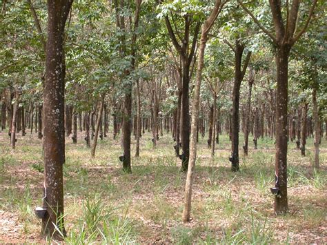 The para rubber tree is originated in Brazil.