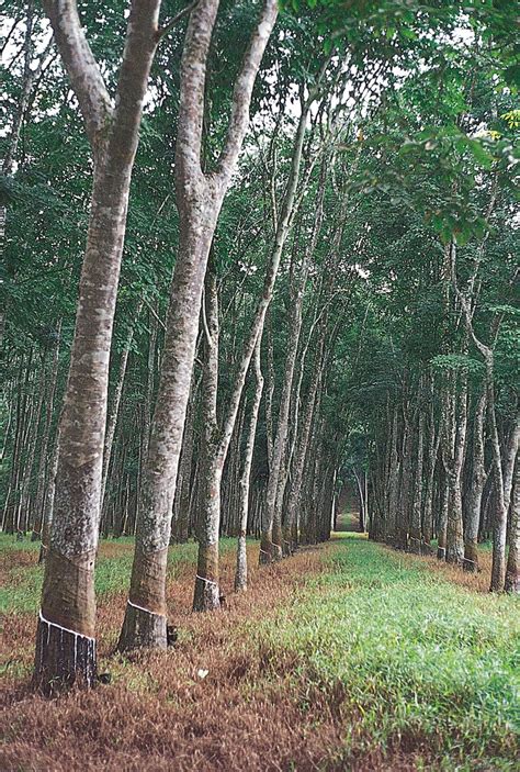 Rubber trees are an important part of the tropical