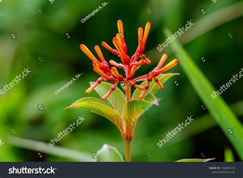 Rubiacaea Onlyfans Leaked PORN 🍆