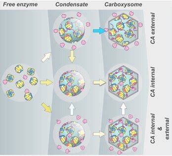 Rubisco proton production can enhance CO2 acquisition