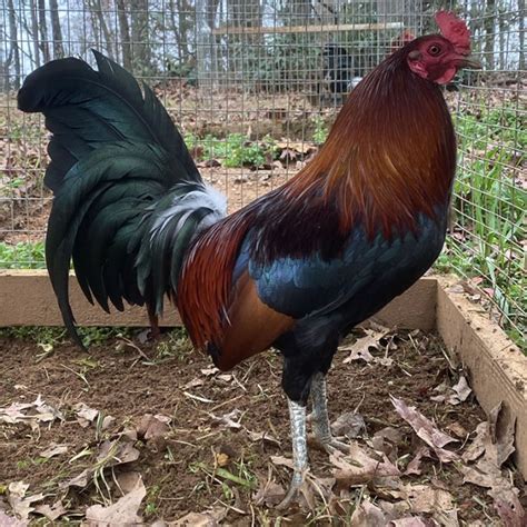 Prices starting at. $ 7.00. Our gamefowl quality bloodlines are Out & Out Kelso, Mclean Hatch Curtis Blackwell, Penny hatch, Billy Ruble hatch, Wingate brown red, Shorty Bullock grey and we have a few gamefowl crosses available. Contact us for more info Scorpion Ridge GameFarm Cleveland Georgia.. 