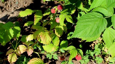 Rubus-Krankheiten
