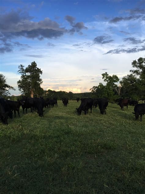 Ruby Cattle Company - Livingston, TX Farms & Ranches