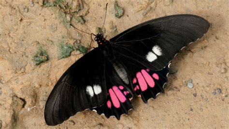 Ruby-spotted Swallowtail - Encyclopedia of Life