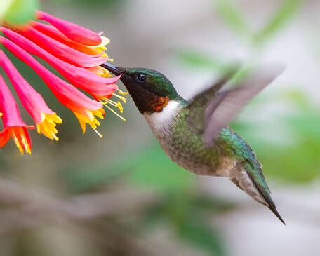 Ruby-throated Hummingbird - Georgia Audubon