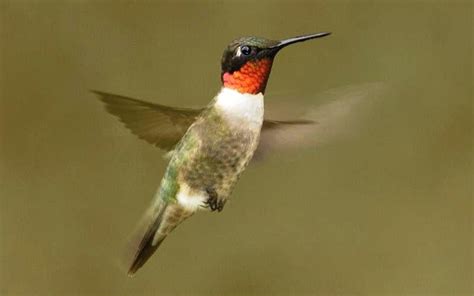 Ruby-throated Hummingbirds in Missouri - mdc.mo.gov