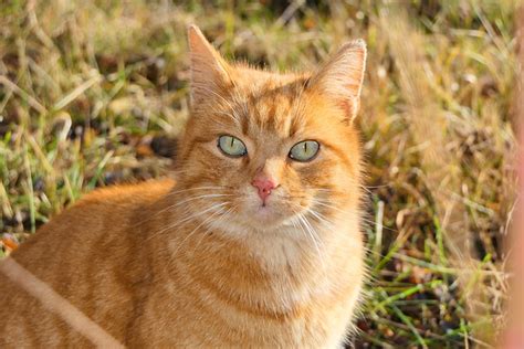 Ruda cat. Things To Know About Ruda cat. 