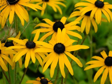 Rudbeckia speciosa