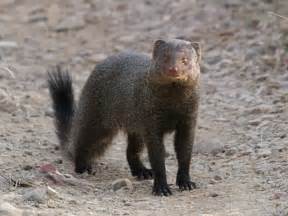 Ruddy mongoose - Wikipedia