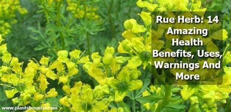 Rue Plant Benefits