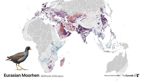 Rufous Chatterer - Species Map - eBird