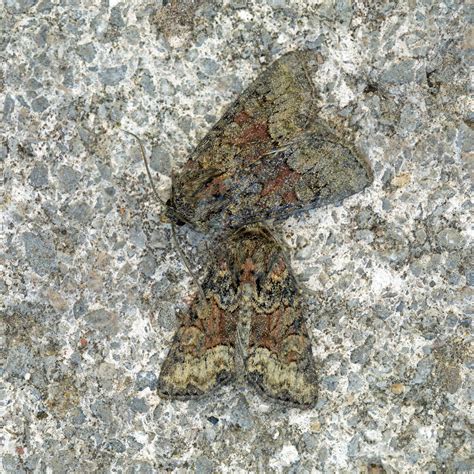 Rufous Minor Kent Moths